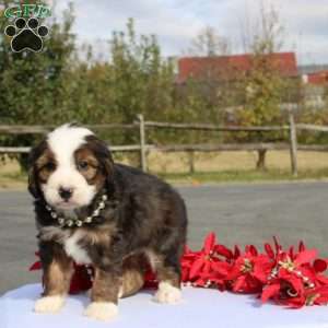 Kanye, Mini Bernedoodle Puppy